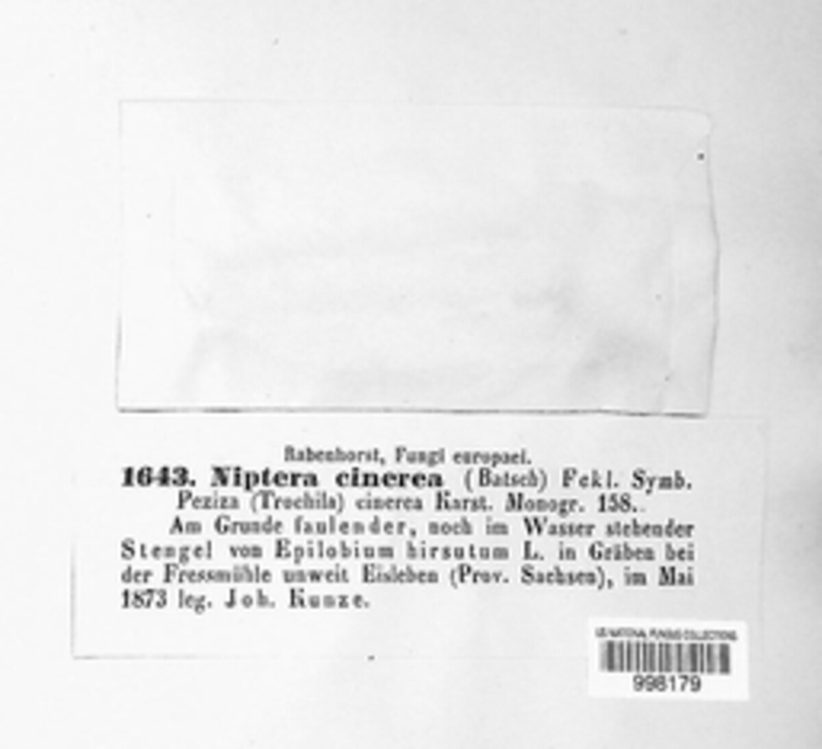 Mollisia cinerea image